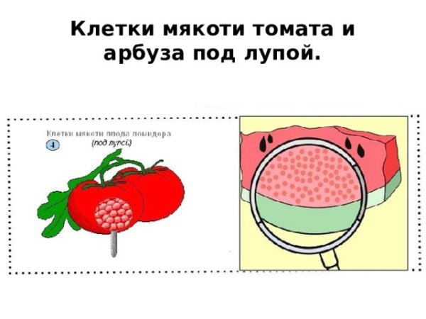 Клетки мякоти томата под лупой 5 класс