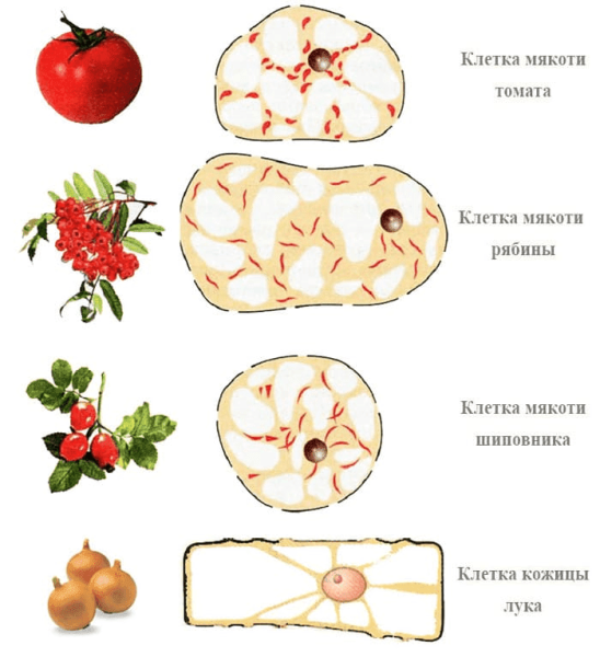 Клеточное строение мякоти томата
