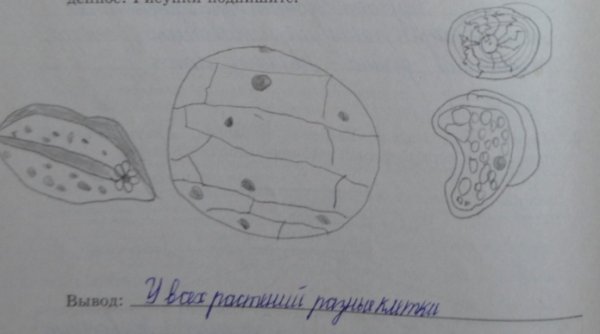 Строение клетки мякоти томата