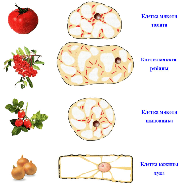 Клеточное строение мякоти томата