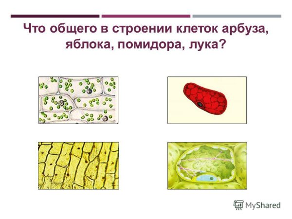 Клетка мякоти томата арбуза яблока