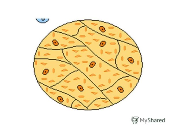 Клетка кожицы томата под микроскопом