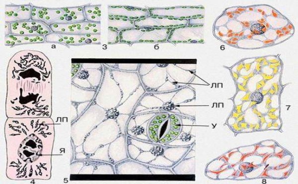 Клетки плода томата