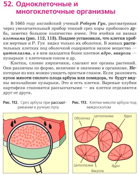 Строение клетки мякоти помидора