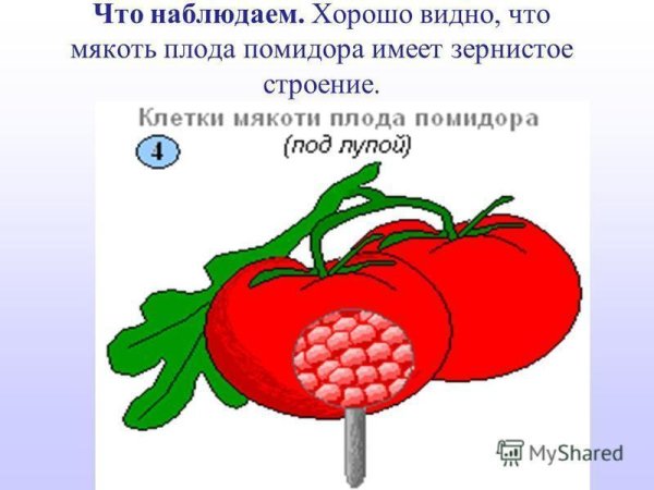 Строение клетки мякоти помидора