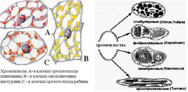 Хромопласты в клетках плодов шиповника