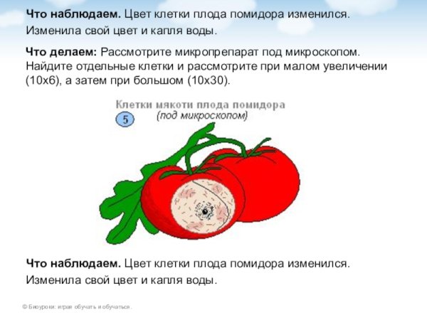 Строение мякоти томата