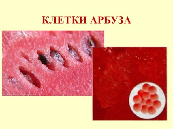 Строение клетки мякоти арбуза