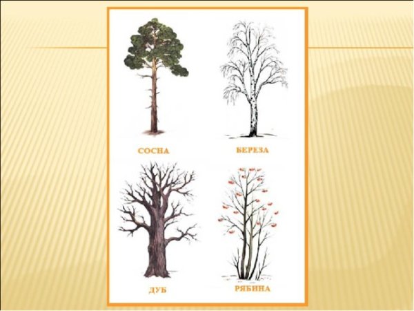 Дерево характера