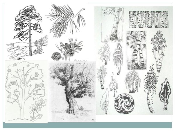 Характер линий дерево