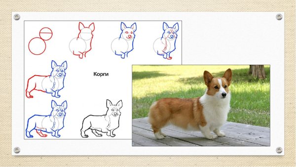 Рисуем щенка пошагово