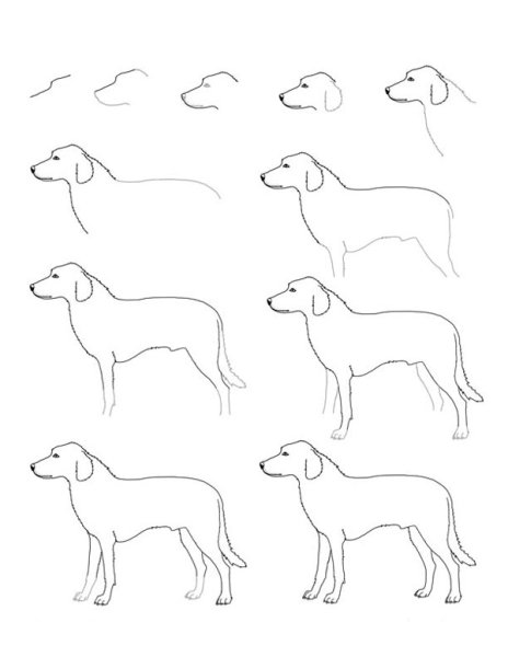 Схема рисования собаки