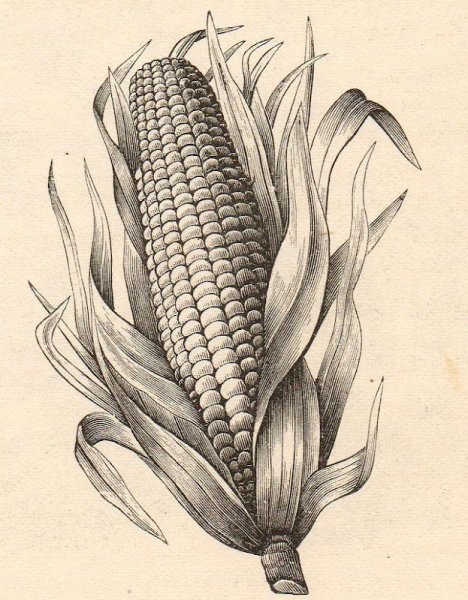 Кукуруза гравюра Ботаническая