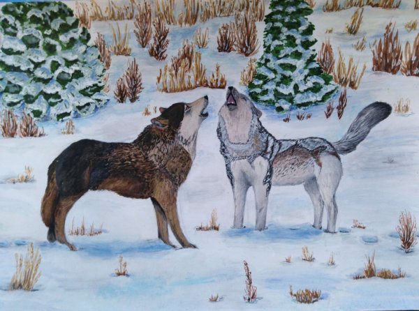 Сибирь рисунок