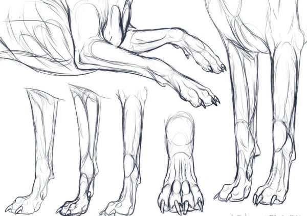 Анатомия волка референс лапы