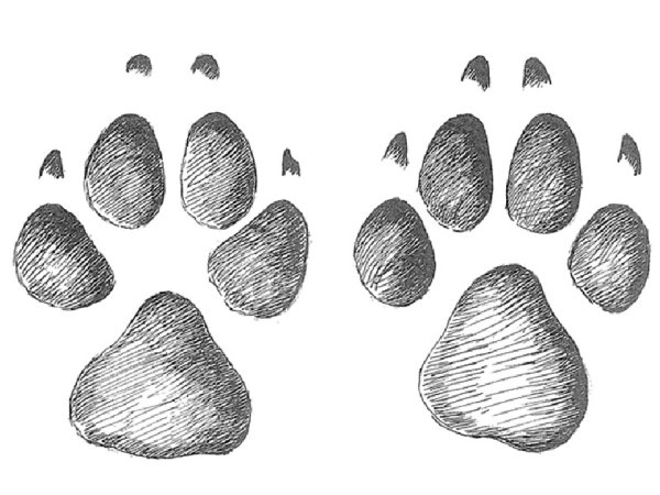 Лапа волка и лапа собаки
