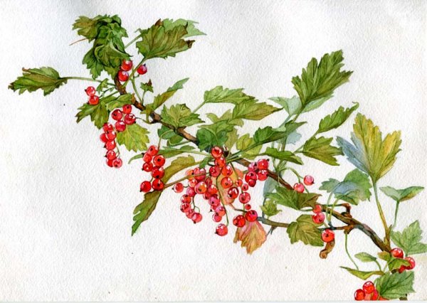 Куст черной смородины акварелью