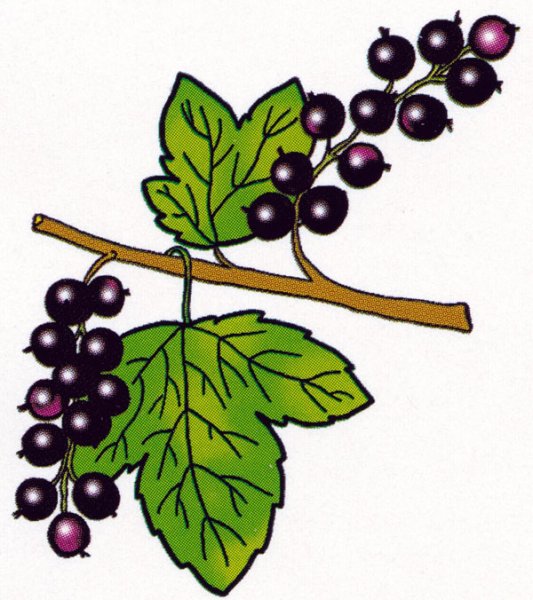 Смородина раскраска