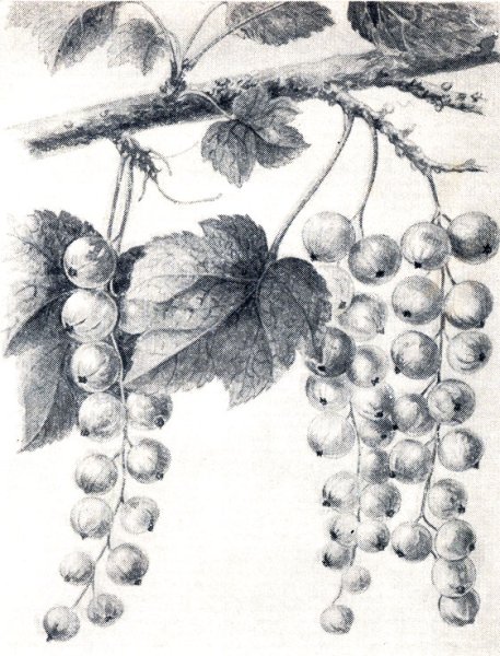 Рисование веточка смородины