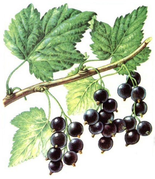 Рисование смородина старшая группа