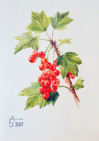 Ягоды рисунок карандашом