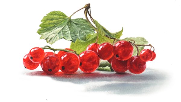 Ветка смородины рисунок