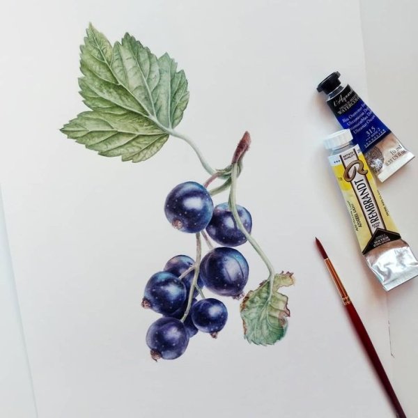 Ягоды рисунок для детей