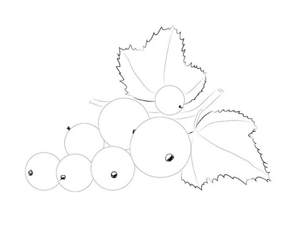 Строение грозди смородины