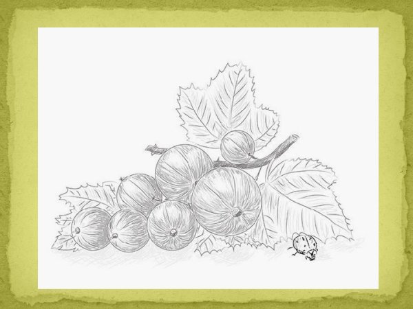 Ветка калины рисунок