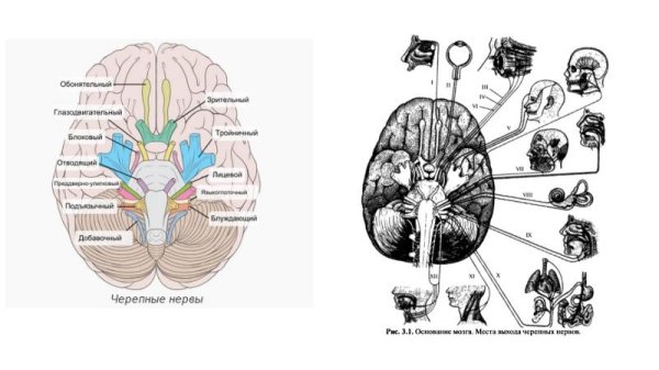 Схема выхода черепных нервов