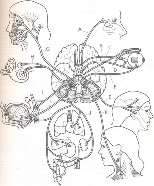 12 Черепно мозговых нервов анатомия