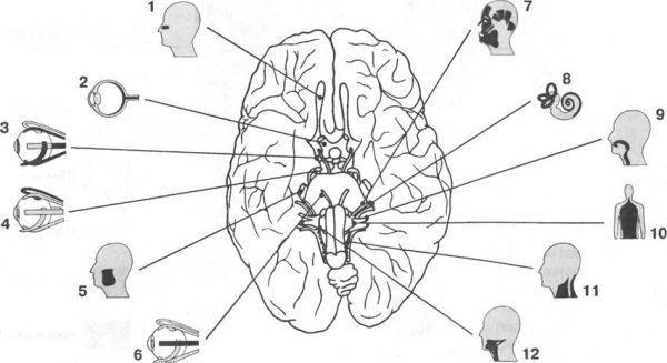 Головной мозг 12 пар черепно мозговых нервов