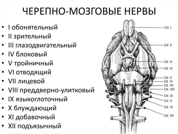 Схема выхода черепных нервов