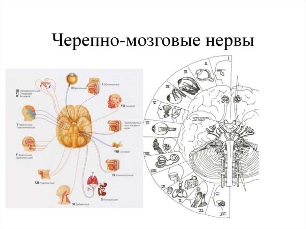 12 Пар черепно мозговых нервов рисунок