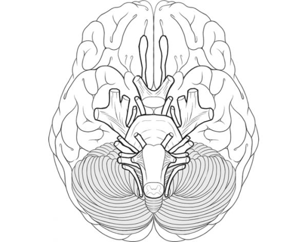 Нервы мозга анатомия