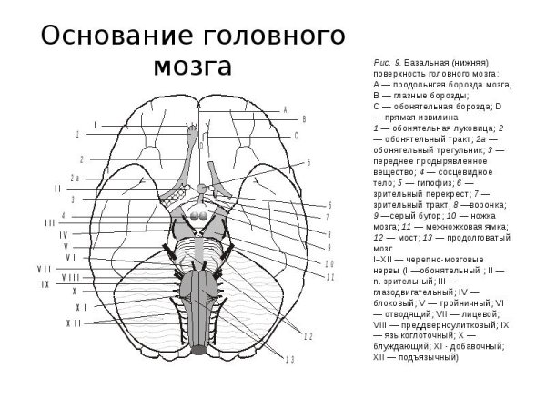 Строение головного мозга снизу