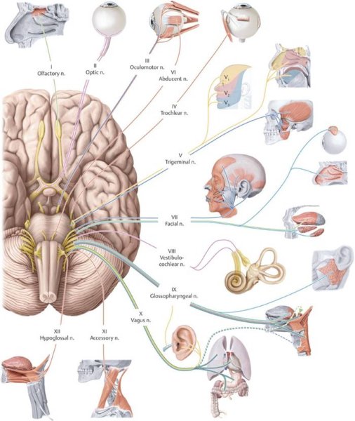 Черепные нервы обонятельный нерв таблица