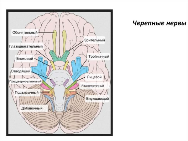 Схема выхода черепных нервов