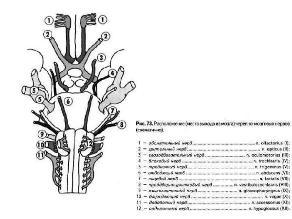 Нижняя поверхность головного мозга анатомия
