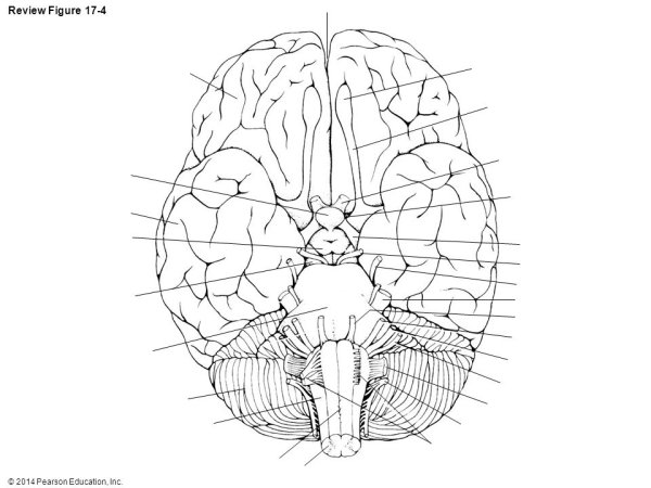 Выход Корешков 12 пар черепно-мозговых нервов