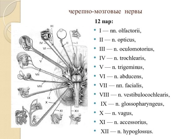 Схема выхода черепных нервов