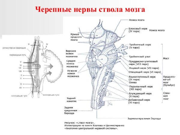 12 Пар черепных нервов схема