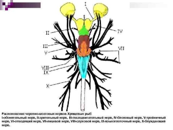 Строение головного мозга вид снизу
