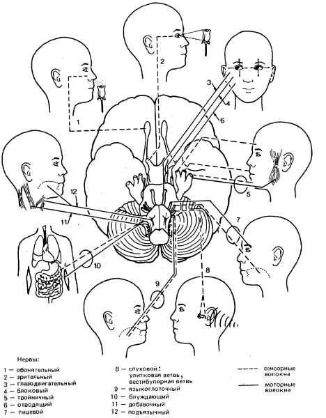 Черепно мозговые нервы мрт