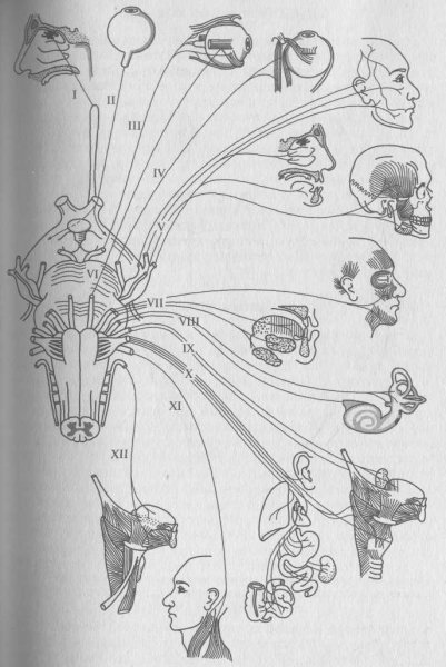 12 Пар черепных нервов схема
