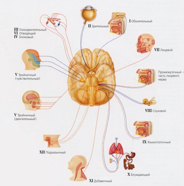 12 Пар черепно-мозговых нервов строение