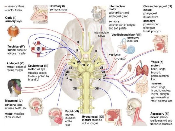Головной мозг Черепные нервы анатомия