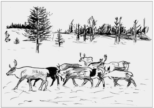 Тундра рисунок