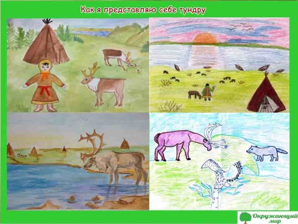 Тундра рисунок для 4 класса