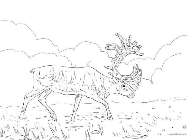 Северный олень раскраска